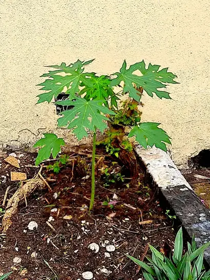 Planting Fruits, Veg & Herbs
