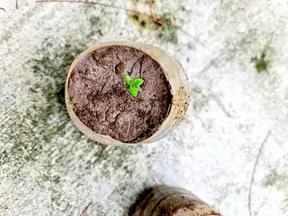 Planting Fruits, Veg & Herbs
