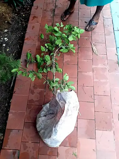 Planting Fruits, Veg & Herbs