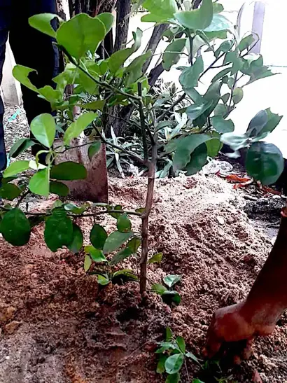 Planting Fruits, Veg & Herbs