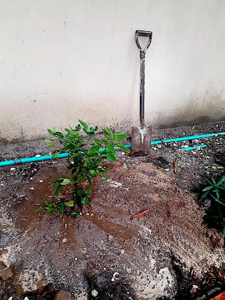 Planting Fruits, Veg & Herbs