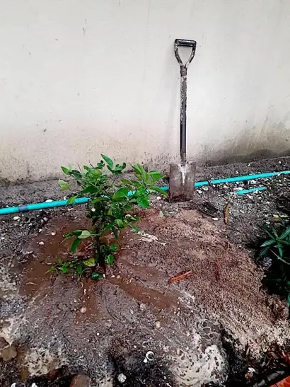 Planting Fruits, Veg & Herbs