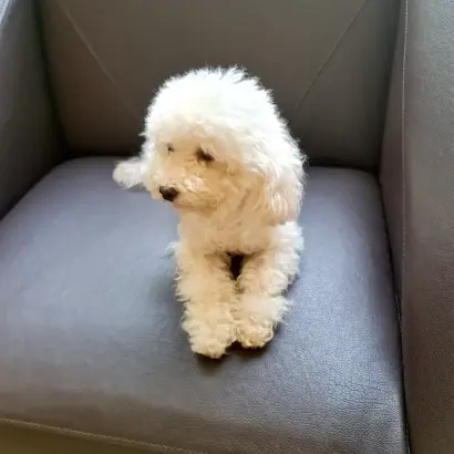 Youth Understudy & Mentorship